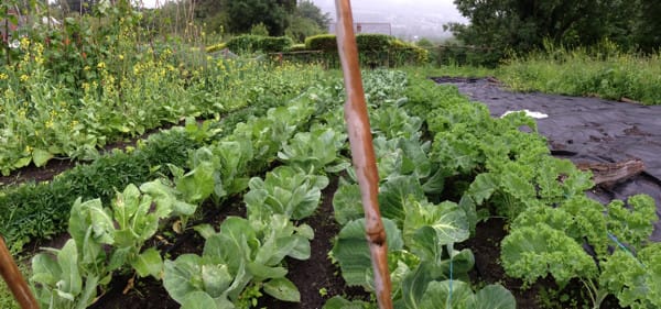 Our vegetable garden