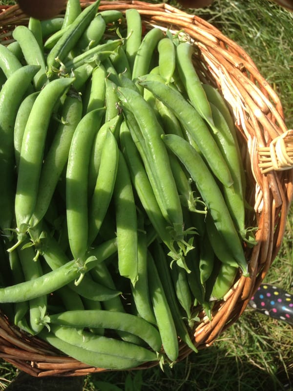 A bumper crop of peas