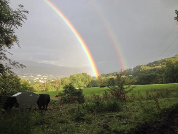 Rainbows and cows